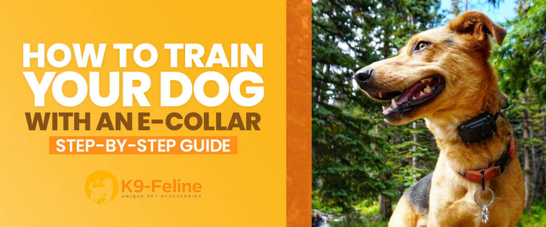 How to Train Your Dog with an E-Collar Step-by-Step Guide