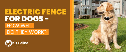 Electric Fence For Dogs - How Well Do They Work