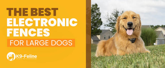 The Best Electronic Fences for Large Dogs