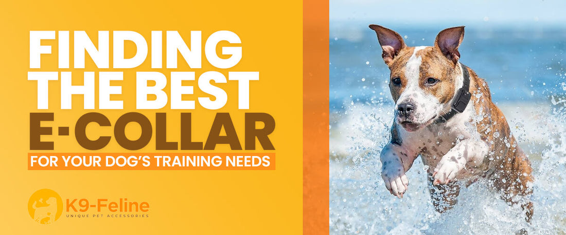 Finding the Best E-Collar for Your Dog's Training Needs