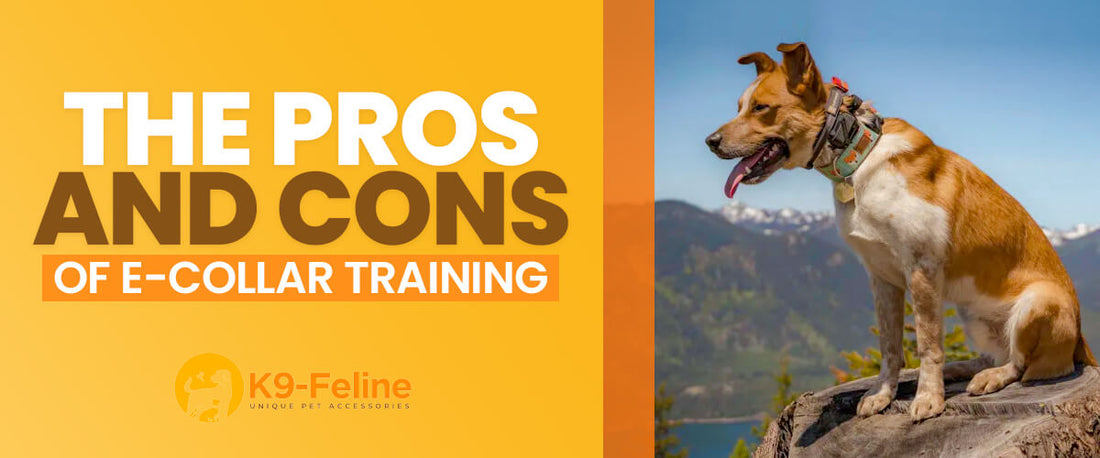 The Pros and Cons of E-Collar Training