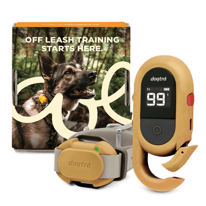 Dogtra CUE-2 training device with customizable keys for effective dog training in forest setting.