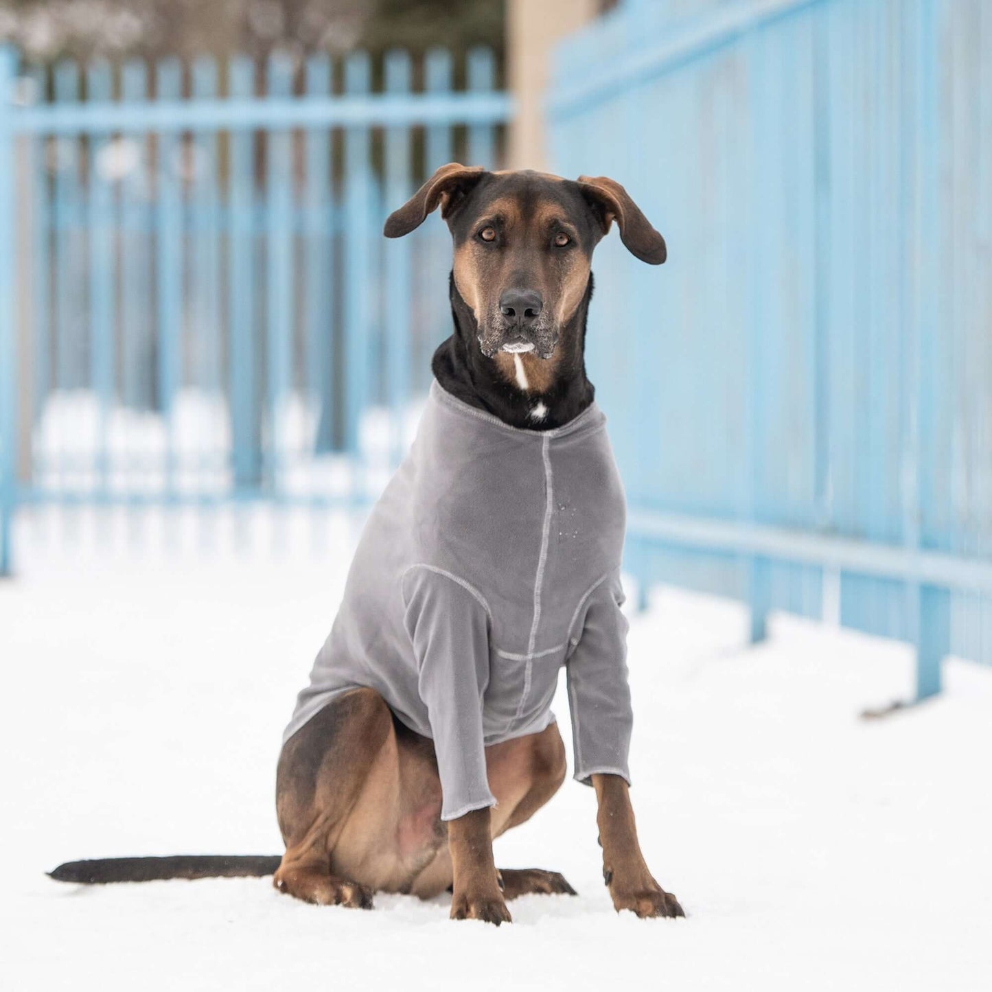 Gondola Base Layer - Charcoal K9 - Feline Unique Pet Accessories