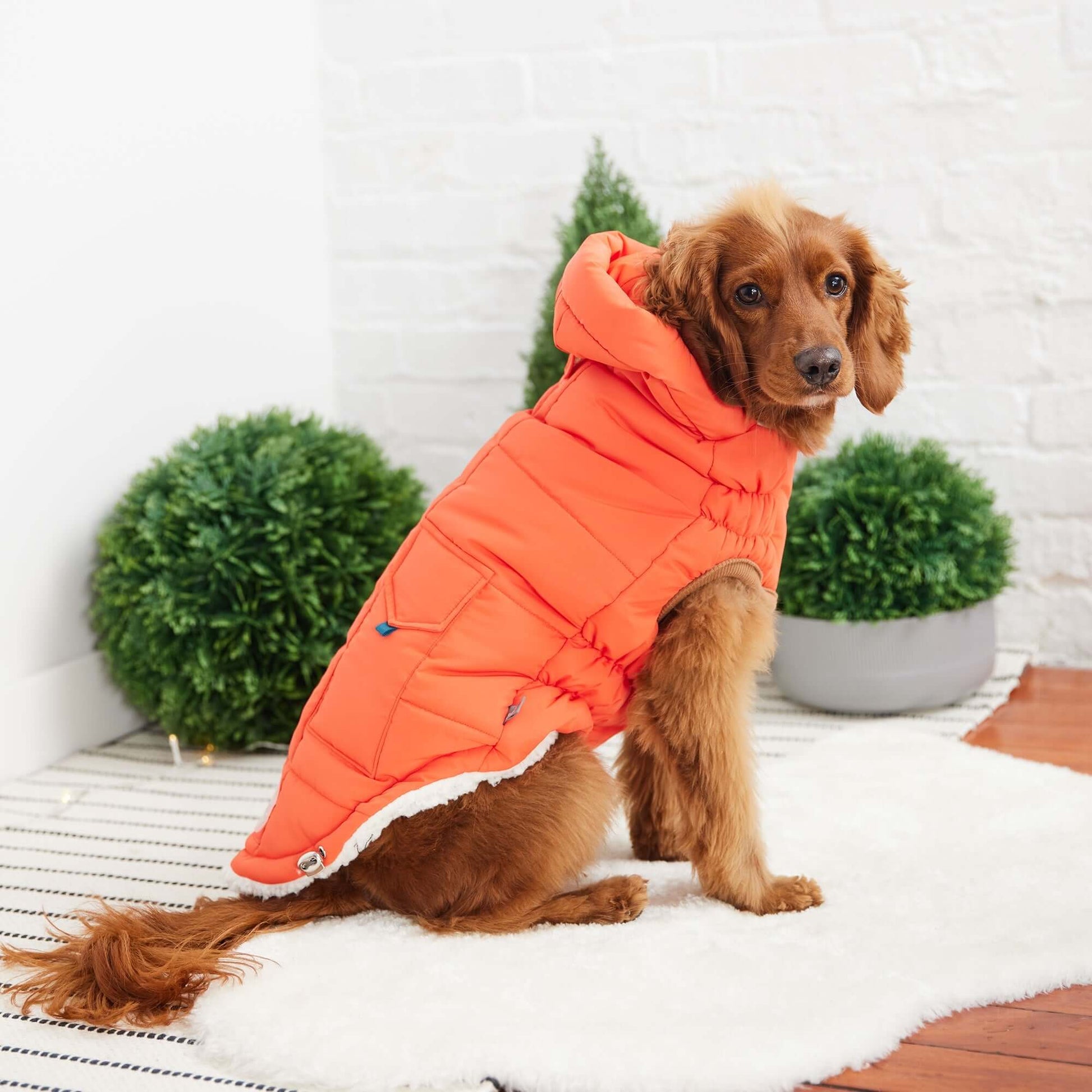 Super Puff Parka - Orange K9 - Feline Unique Pet Accessories