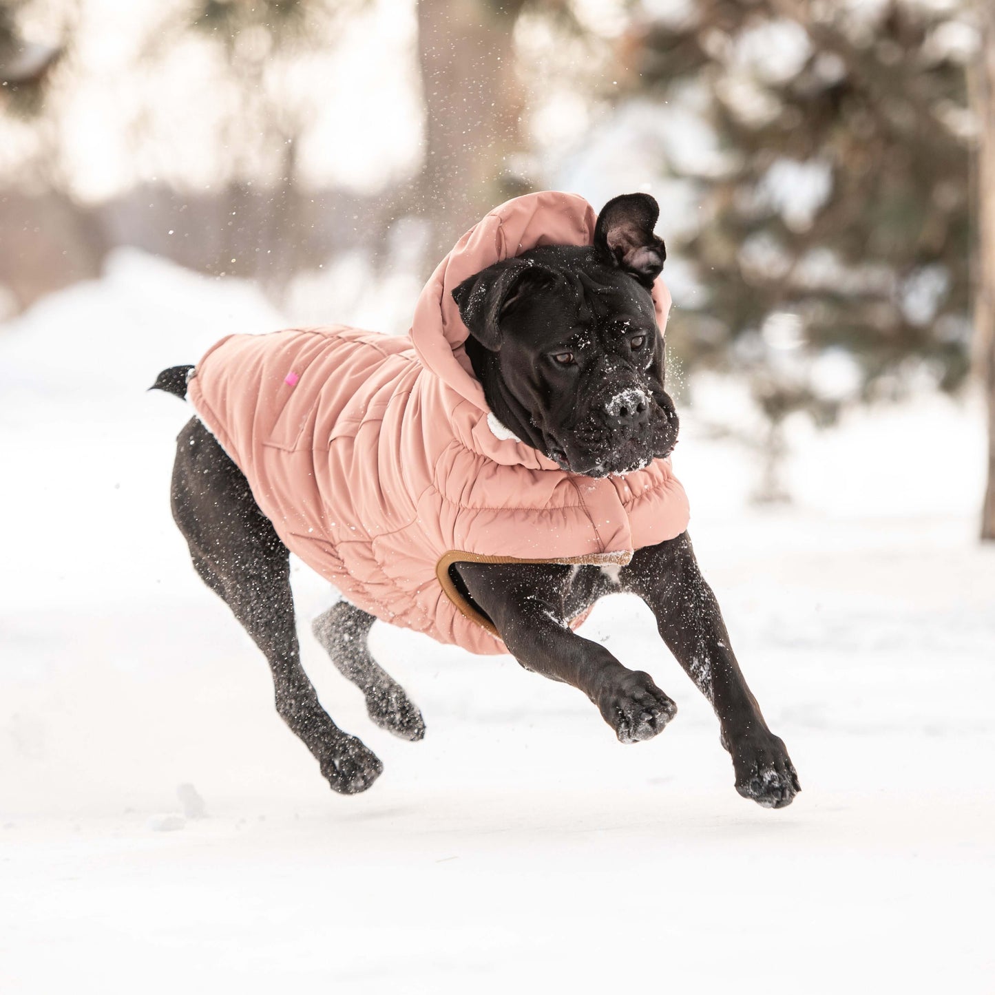 Arctic Parka - Clay K9 - Feline Unique Pet Accessories