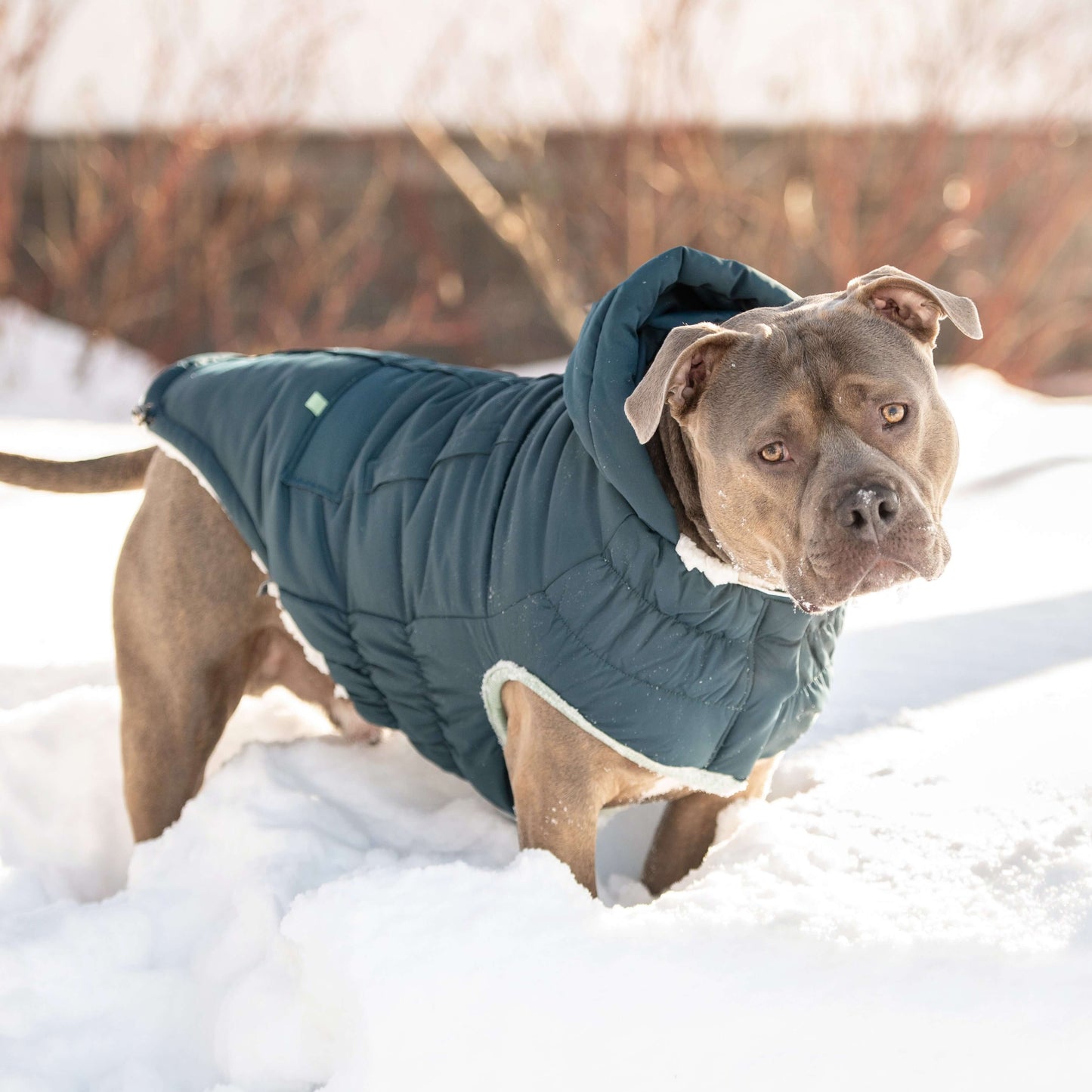 Arctic Parka - Teal K9 - Feline Unique Pet Accessories