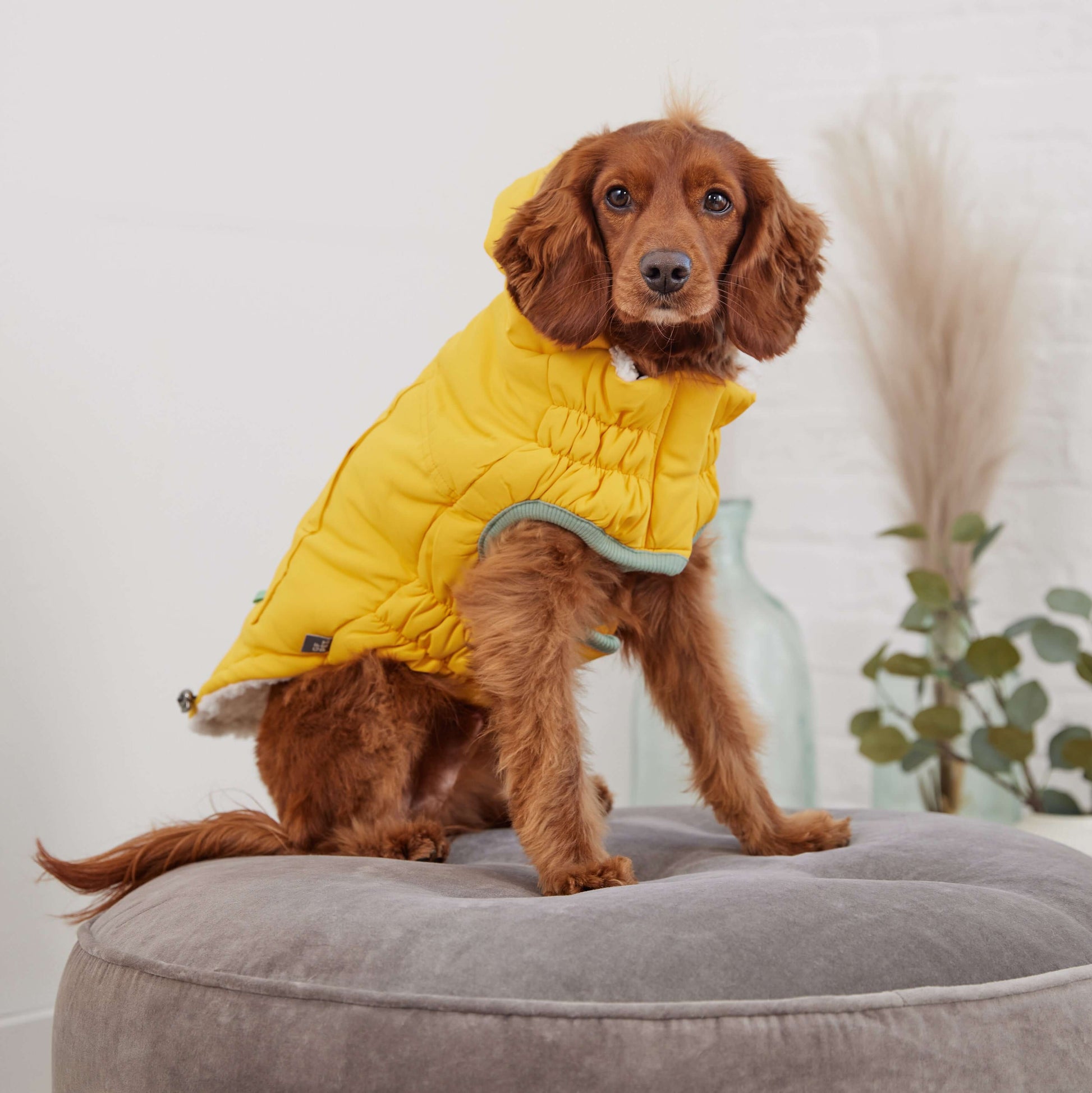 Arctic Parka - Yellow K9 - Feline Unique Pet Accessories