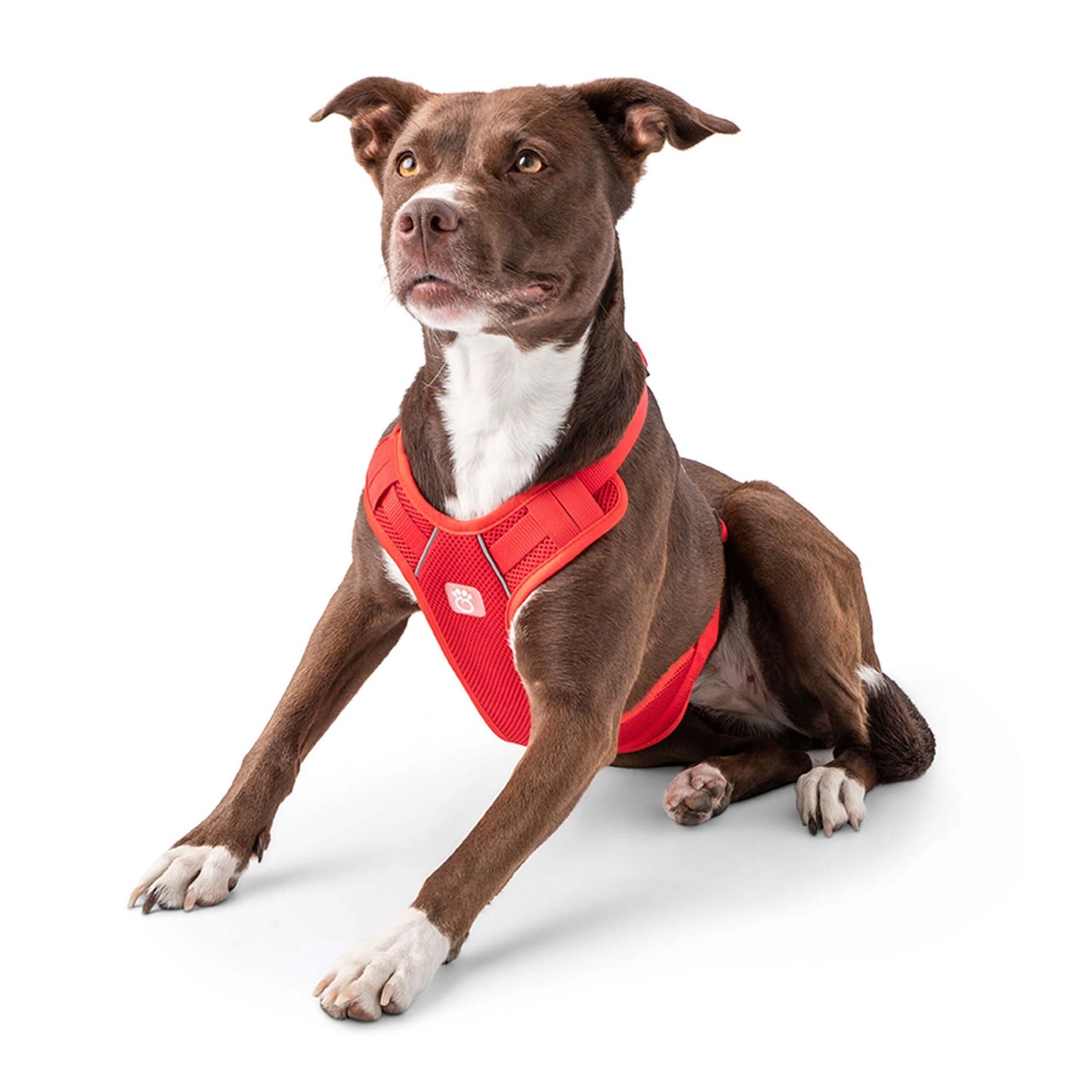 Travel Harness - Red K9 - Feline Unique Pet Accessories