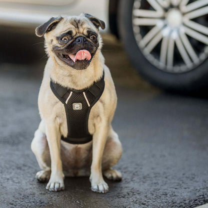 Travel Harness - Black K9 - Feline Unique Pet Accessories