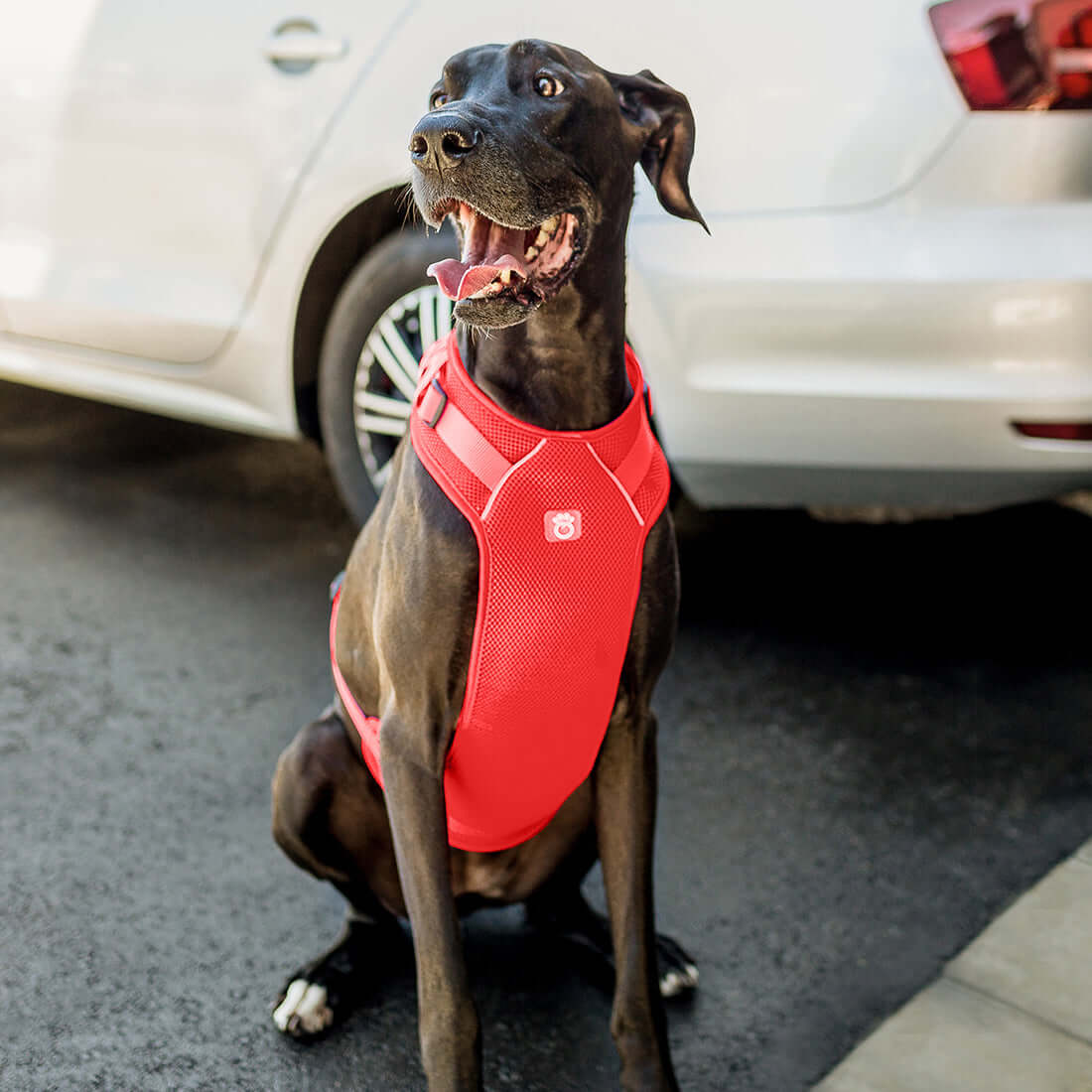 Travel Harness - Red K9 - Feline Unique Pet Accessories