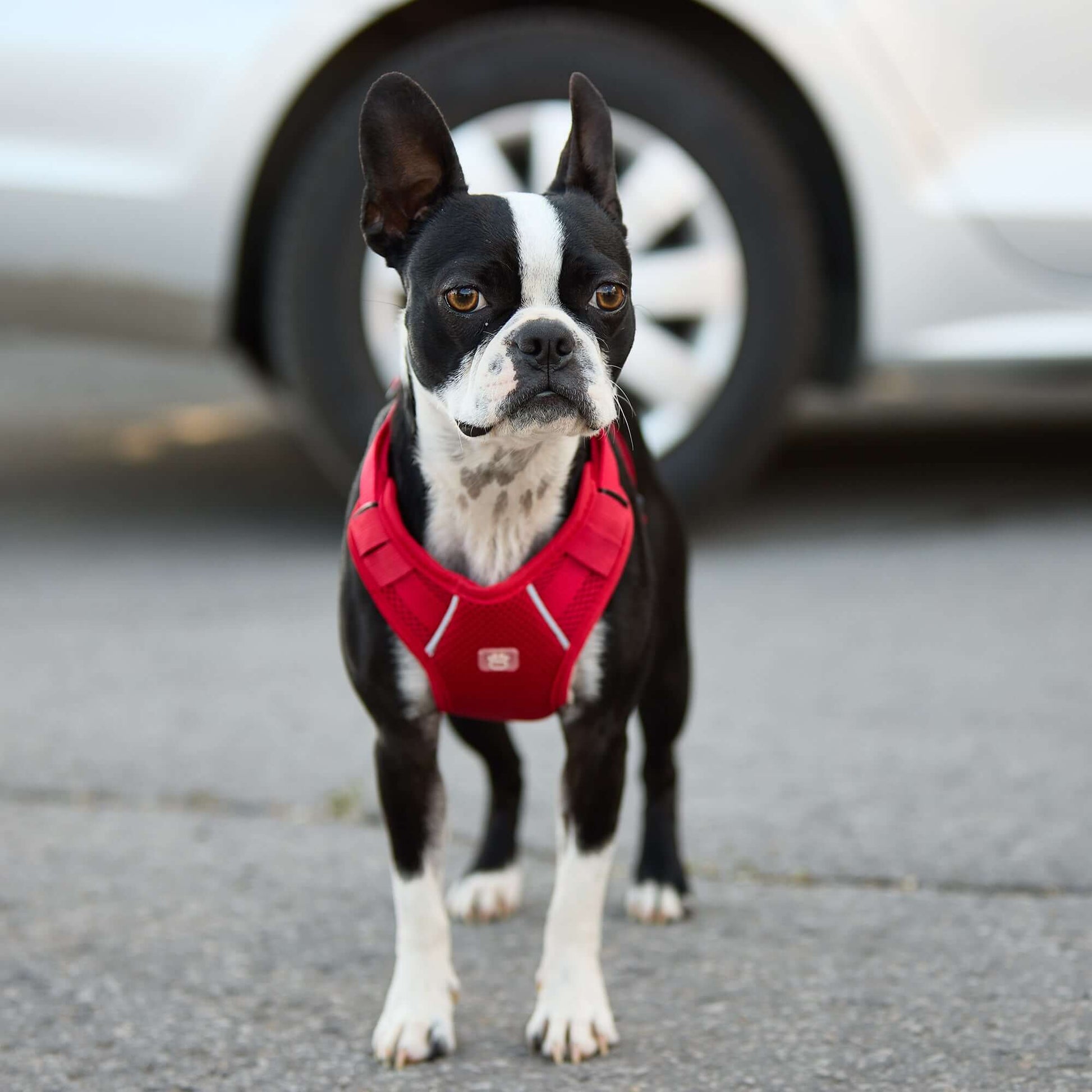 Travel Harness - Red K9 - Feline Unique Pet Accessories