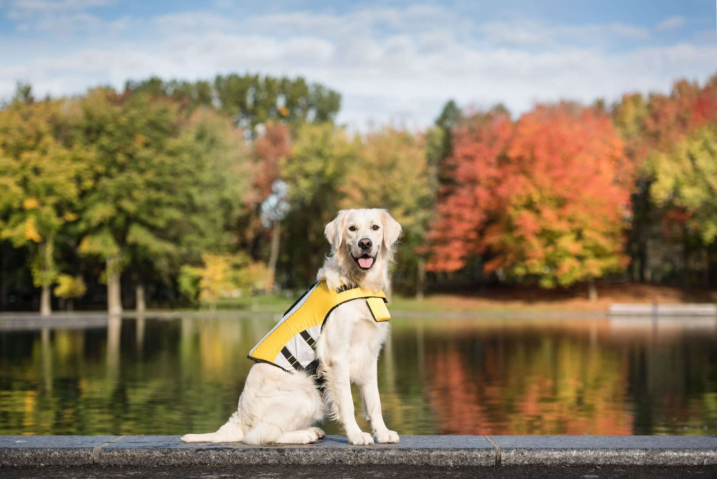 Life Vest - Dog Life Jacket K9 - Feline Unique Pet Accessories